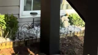 Spring Yard Work In Progress 2025
