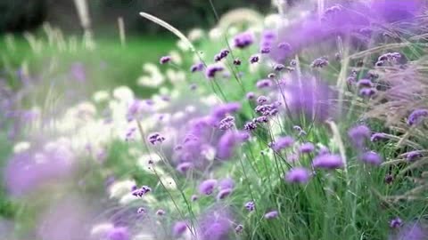 jogando no bicho hoje.mp4