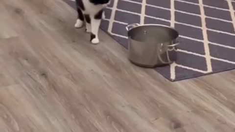 Funny cat videos 😂😂