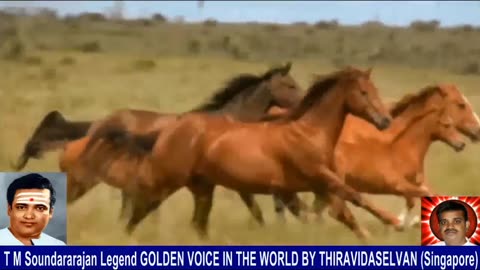 Old Is Gold (evergreen) T M Soundararajan Legend Vol 239 Horse Song 12