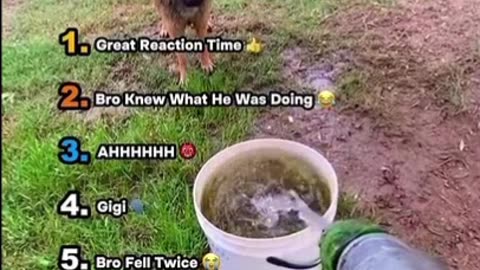 Ranking Funniest Dog and Water Videos