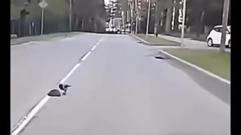 Driver slows down after spotting a crow trying to guide a scared hedgehog across the road.