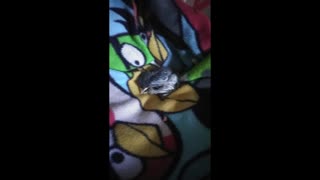 My rescued baby birds old videos