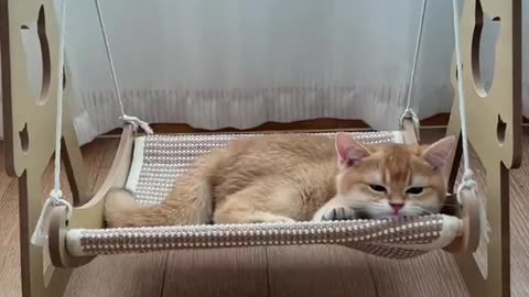 LalaiCat
