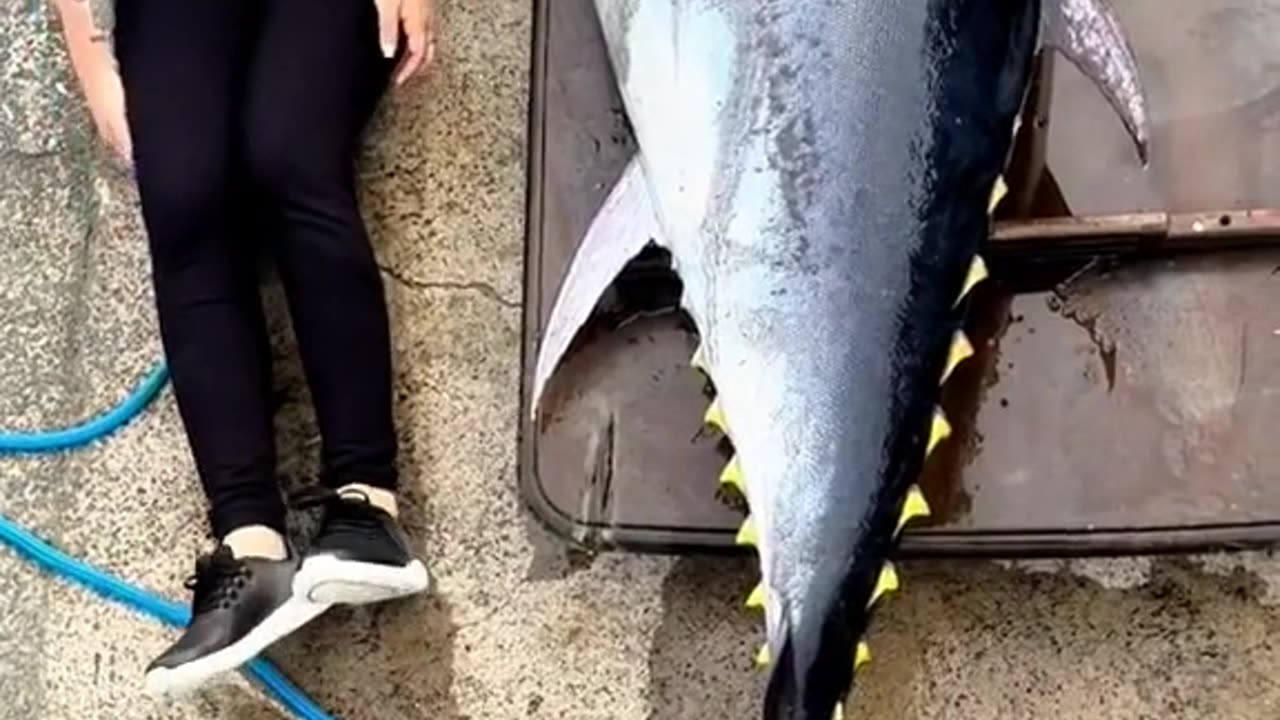 🐟 The Big Fish Has Arrived – You Won’t Believe This Catch! 🎣