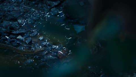 New Animal Kingdom, Part 8 - हिन्दी डॉक्यूमेंट्री