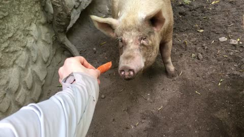Hog Feeding @ Puerto Vallarta Zoo (Jalisco, Mexico) 24