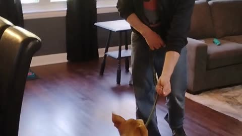 Spring Training Begins at Proofing Behaviors Canine Obedience