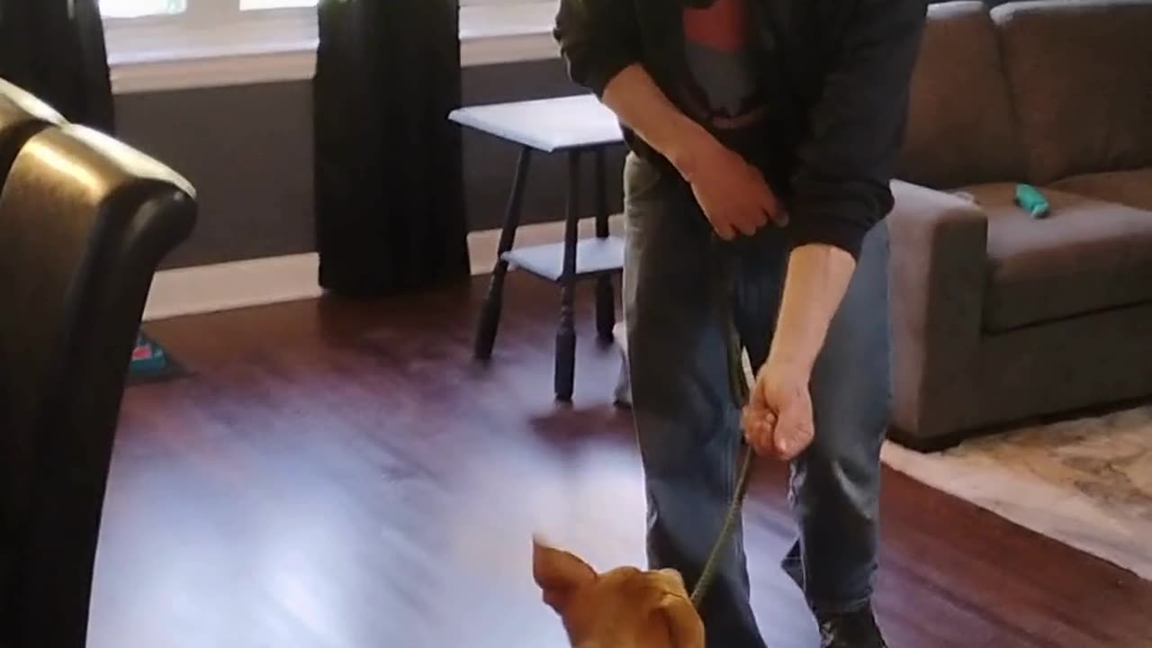 Spring Training Begins at Proofing Behaviors Canine Obedience