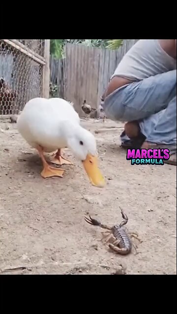 Duck are very Danger for foremen let see how