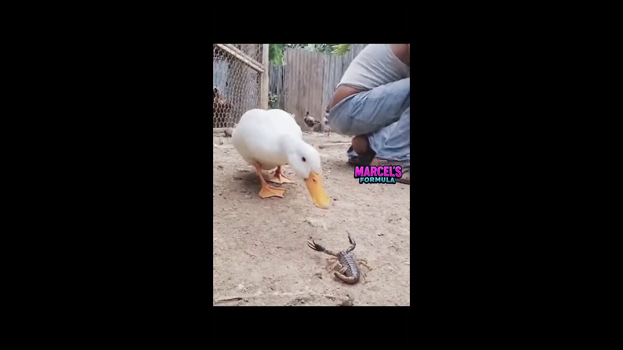 Duck are very Danger for foremen let see how