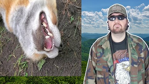 Finnegan Fox Is Dirt Drunk (SaveAFox) - Reaction! (BBT)