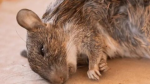 "The Hidden Hazards of Synthetic Vitamins: D3 as Rodent Bait and Its Toxic Implications"