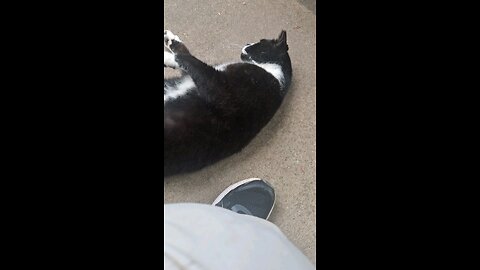 tuxedo cat pets