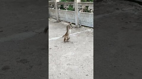 Dynamic moments of the mischievous monkey