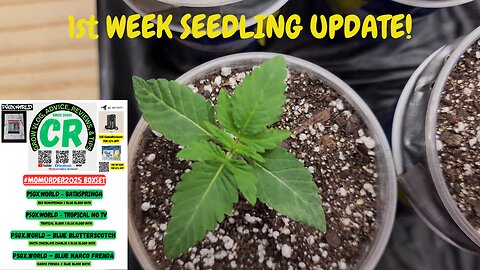 CR's 2025 Spring Grow - #MoMurder2025 20th Box Set Plants, 1st Week Seedling Update!