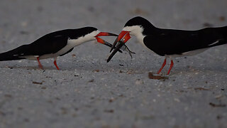 Black Skimmers' Nesting Season: Males Woo Females with Fish!