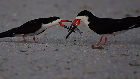 Black Skimmers' Nesting Season: Males Woo Females with Fish!
