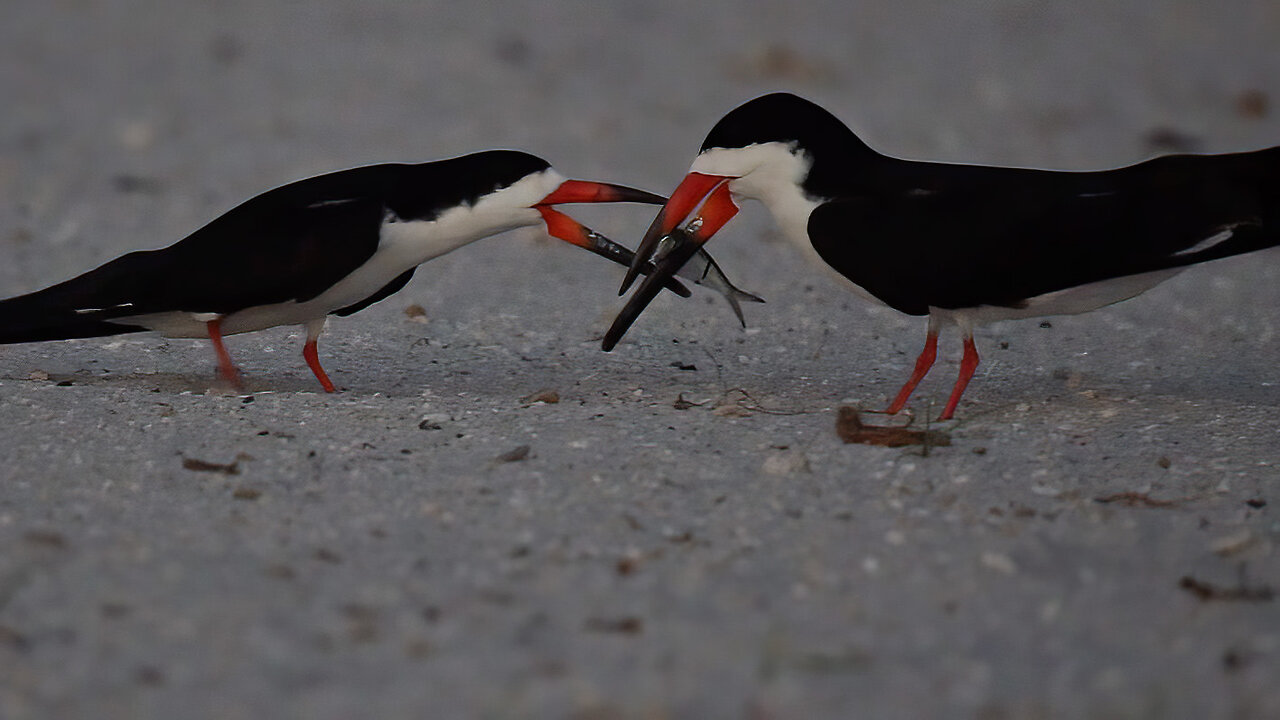 Black Skimmers' Nesting Season: Males Woo Females with Fish!