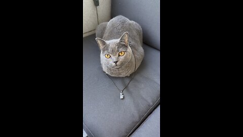My Cat Loves boxing