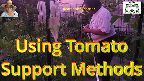 Using Tomato Support Methods - #catshobbycorner #tomato