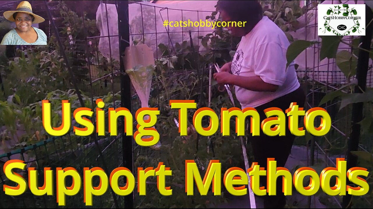 Using Tomato Support Methods - #catshobbycorner #tomato