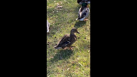 Mallard Ducks 🦆 #mallardducks #ducks #duck #followme #shorts #viral #trending