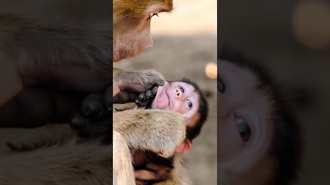 Squeezed & Surprised! Baby Monkey’s Reaction is Hilarious!