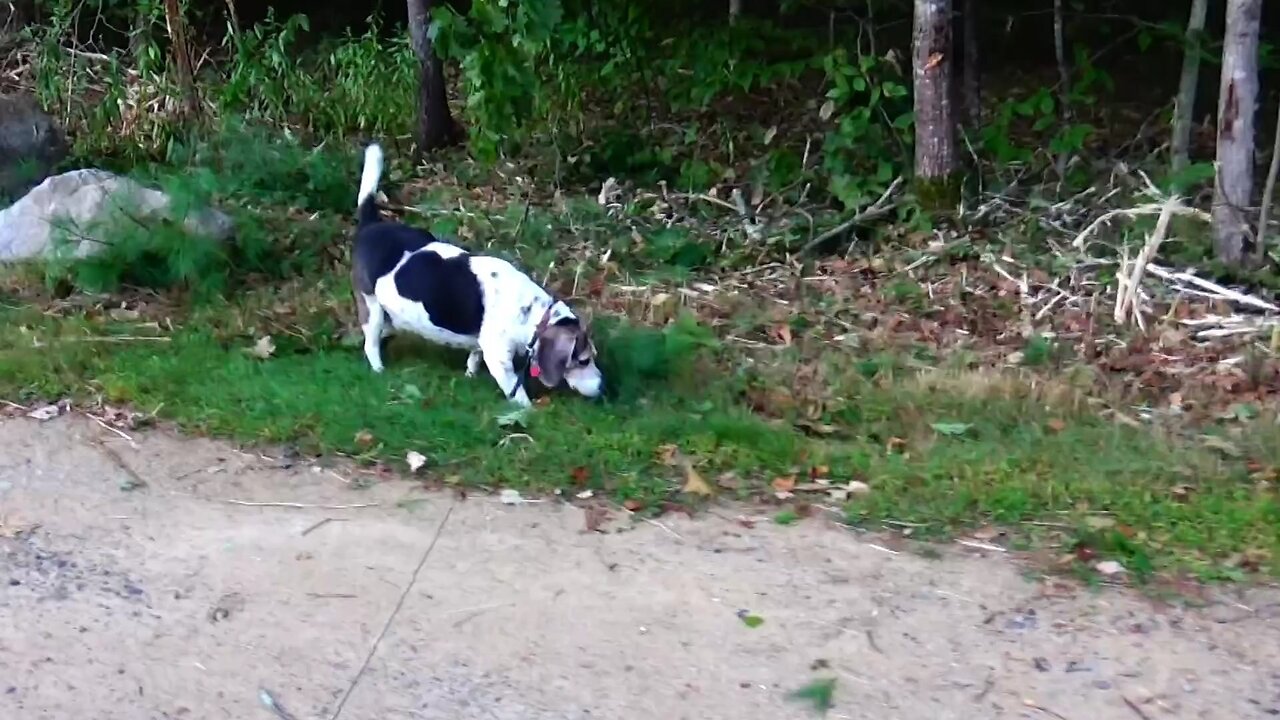 Bandit