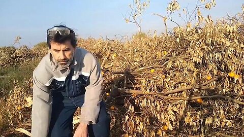 "The Decline of Orange Farming: Why Spanish Farmers are Abandoning Their Citrus Crops"