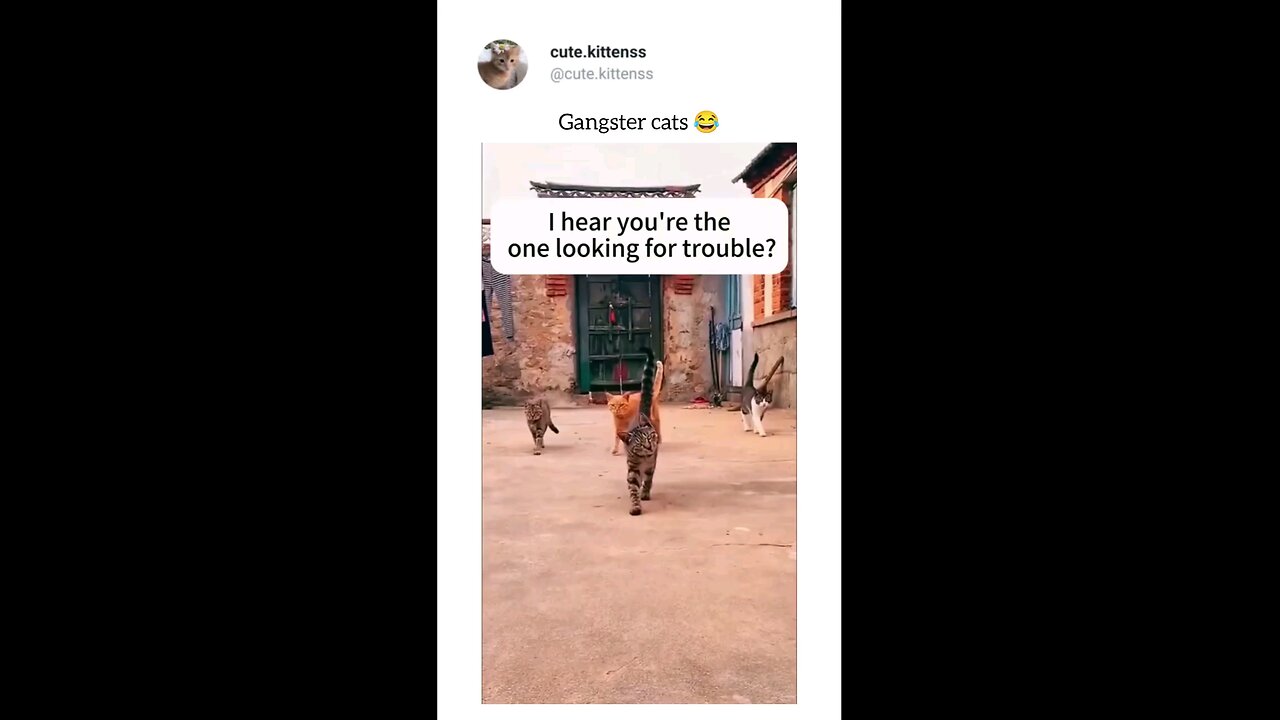 Boss cats