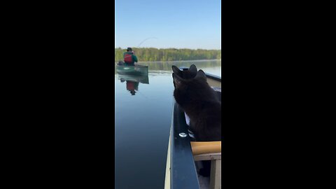 Cat Fish !
