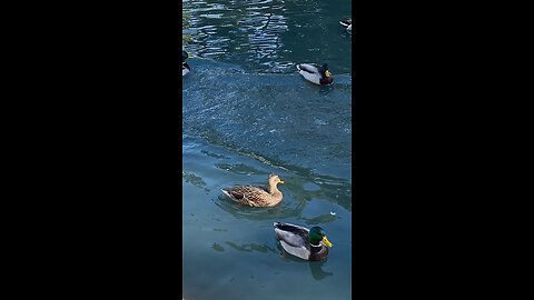 Mallard Ducks 🦆 & Canada Goose 🪿 are Swimming #mallardducks #canadagoose #swimming #ducks