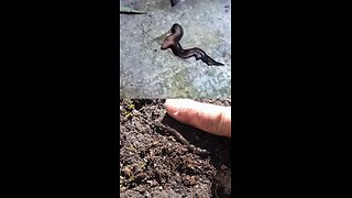 Este gusano amenaza el ecosistema de Europa