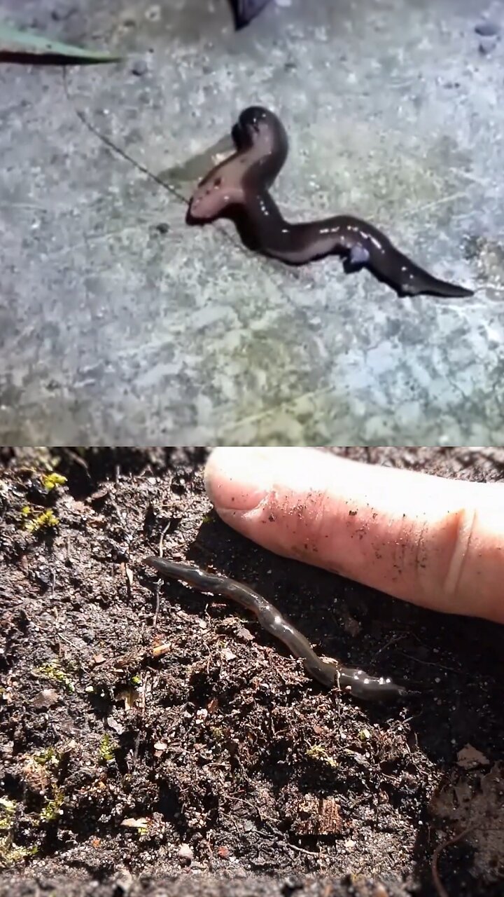 Este gusano amenaza el ecosistema de Europa