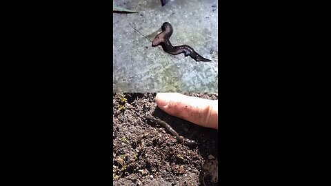 Este gusano amenaza el ecosistema de Europa