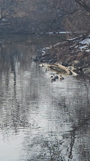 More Ducks at a Bend in Salt Creek