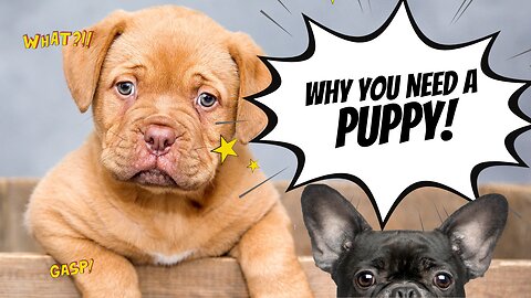 Why You Need A Puppy NOW!