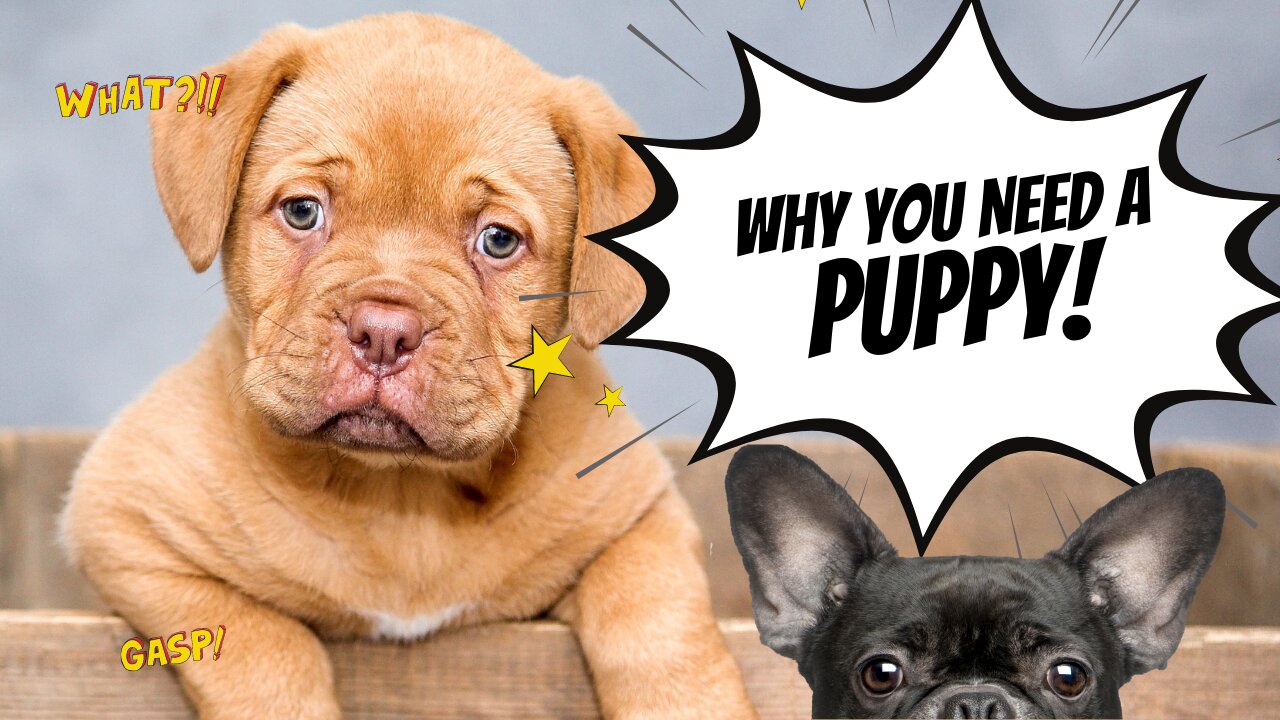 Why You Need A Puppy NOW!