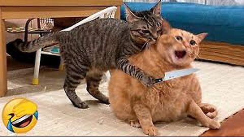 Very fuuny cat😂|funny cat videos try not to laugh | Funny Cat & Dog compilation 2022