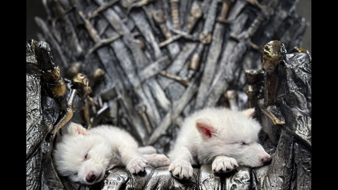 Scientists genetically engineer wolves that resemble extinct species