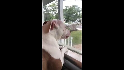 Rescue dog patiently waits at window for owner to come home…