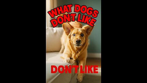Talking Golden Retriever Reacts to Owner Yelling