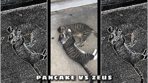 Pancake VS Zeus