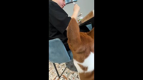 Funny basenji😝