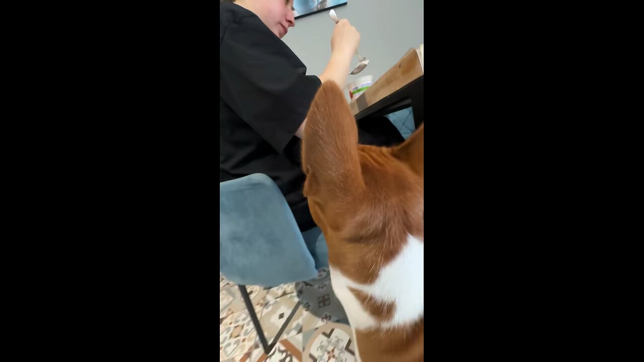 Funny basenji😝