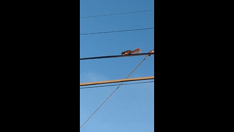 BradKuz76 Squirrel!