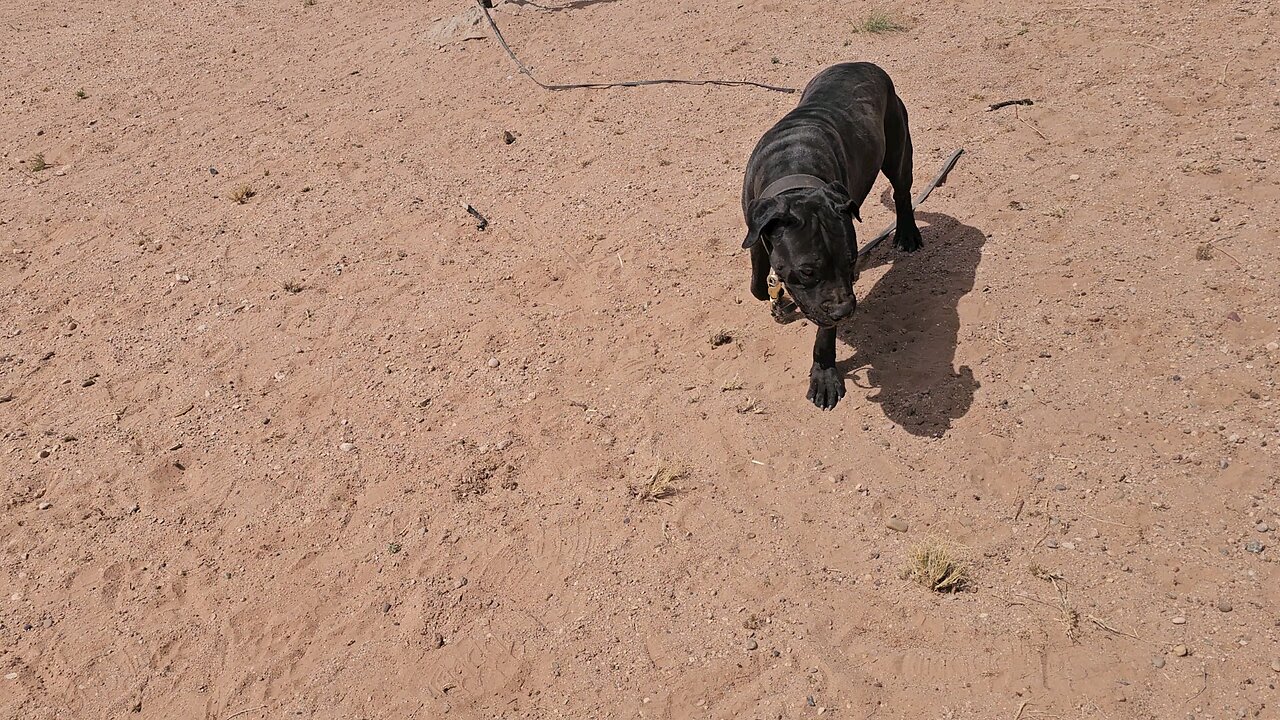 My protection dog agitation setup