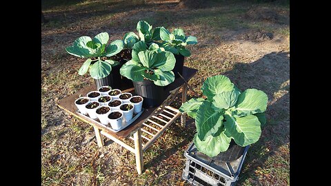 Golden Acre Cabbage Plants Southern Mississippi 9/17/25