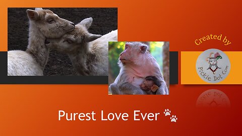 Purest Love Ever 🐾 | Animal Mothers and Their Babies
